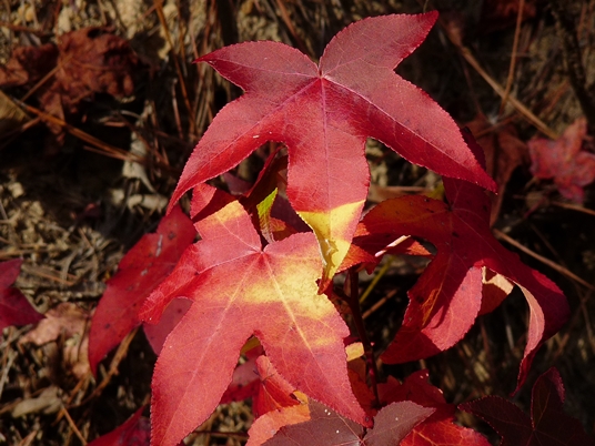 {Liquidambar styraciflua}